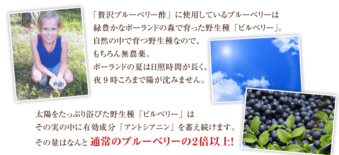 「贅沢ブルーベリー酢」に使用しているブルーベリーは緑豊かなポーランドの森で育った野生種「ビルベリー」。自然の中で育つ野生種なので、もちろん無農薬。ポーランドの夏は日照時間が長く、夜9時ころまで陽が沈みません。太陽をたっぷり浴びた野生種「ビルベリー」はその実の中に有効成分「アントシアニン」を蓄え続けます。その量はなんと通常のブルーベリーの2倍以上！